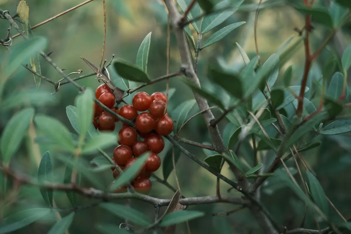 Catuaba bark