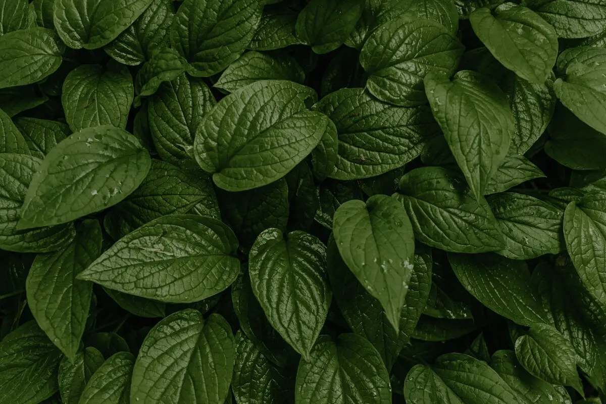 Horny goat weed leaves
