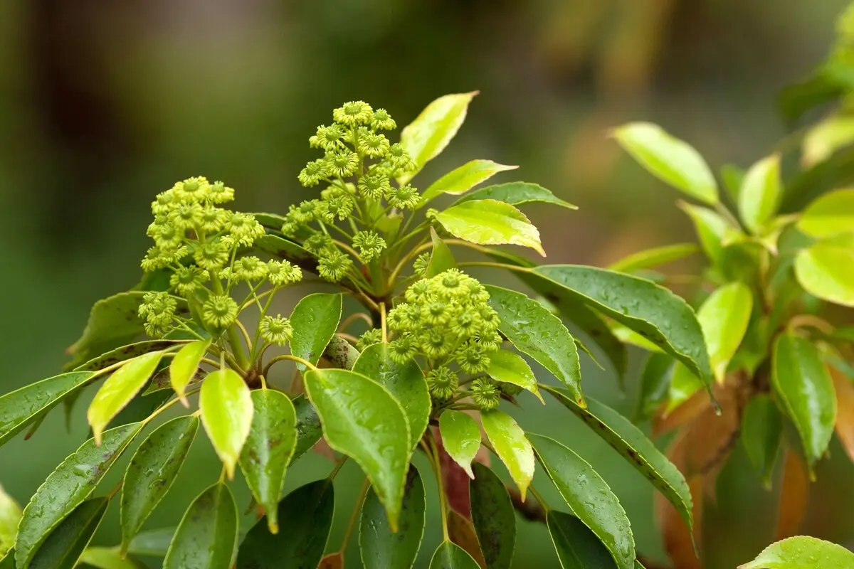Muira puama plant