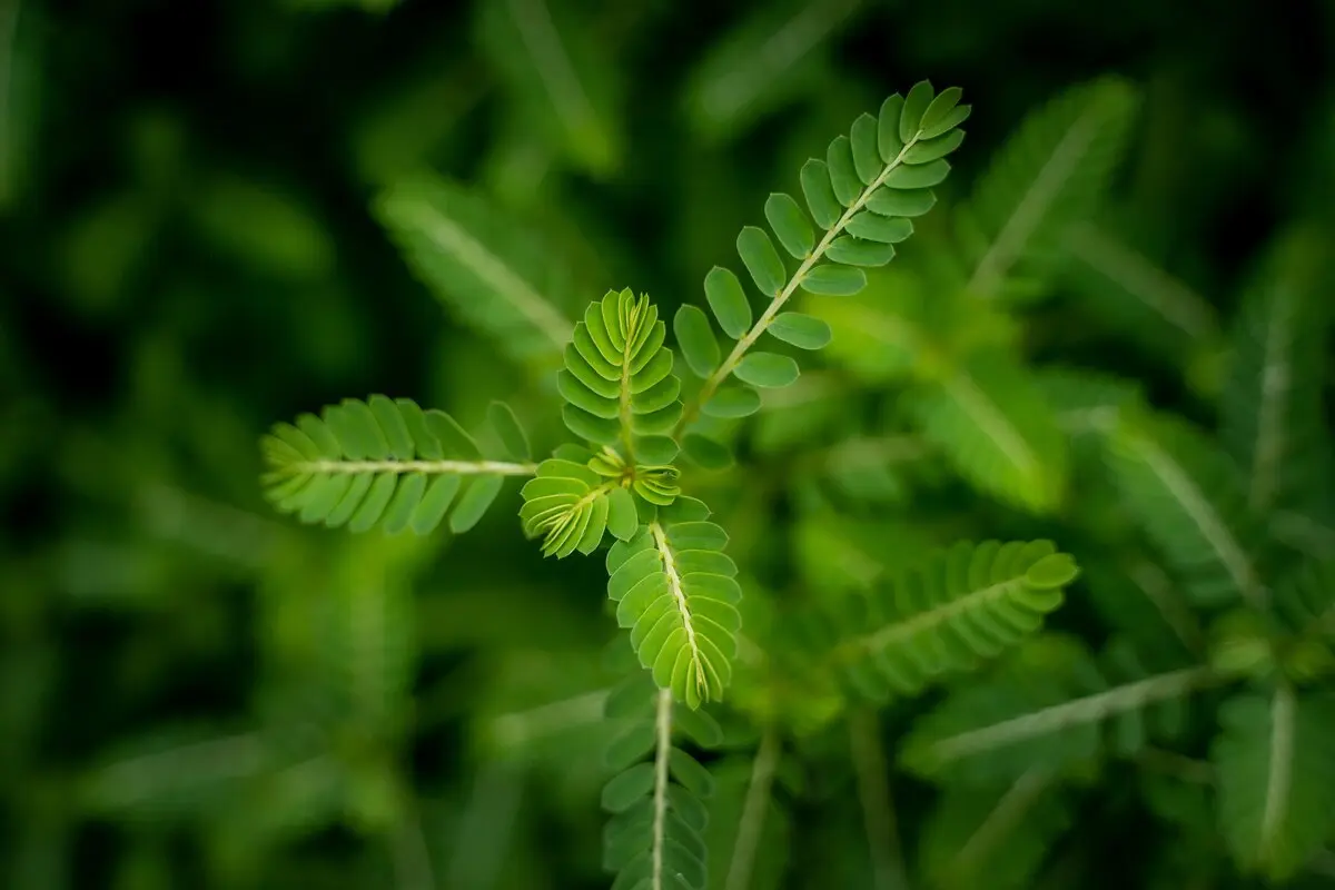 Tribulus terrestris plant